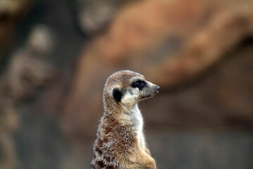 meerkat in the zoo sits on a tree