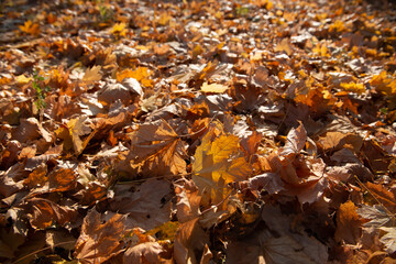 Dry autumn maple tree foliage at sunny day. Natural soft beautiful background with fallen leaves in a forest or park. Wilting of nature in November