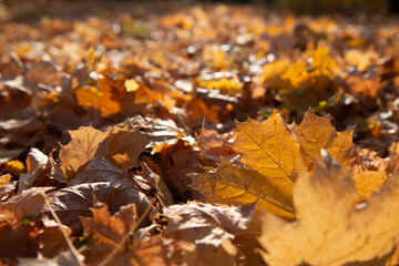 Dry autumn maple tree foliage at sunny day. Natural soft beautiful background with fallen leaves in a forest or park. Wilting of nature in November