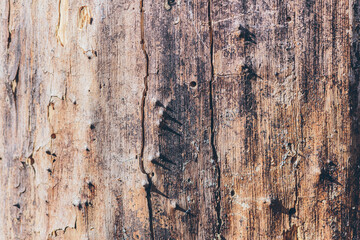 Obraz premium Background texture of old tree bark, with surround light