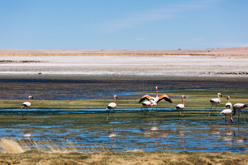 Pink flamingo in Atacama Desert in Chile, South America