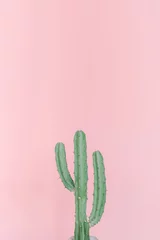 Fotobehang De cactus voor de roze achtergrond. © Jun