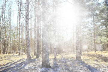 early spring in the forest, snowfall, abstract landscape background in nature, seasonal calendar view