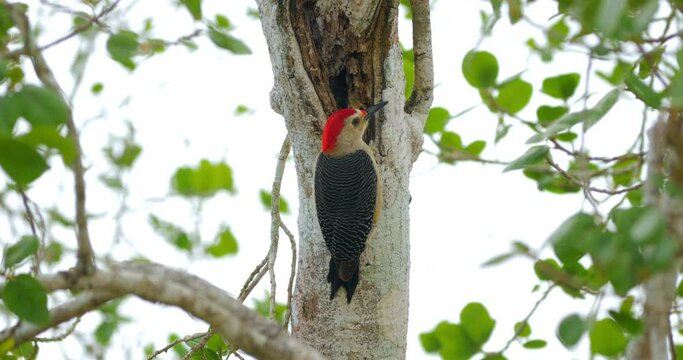 P&aacute;jaro Carpintero Cheje (Melanerpes aurifrons) en &aacute;rbol de la selva de Calakmul, Campeche, M&eacute;xico
