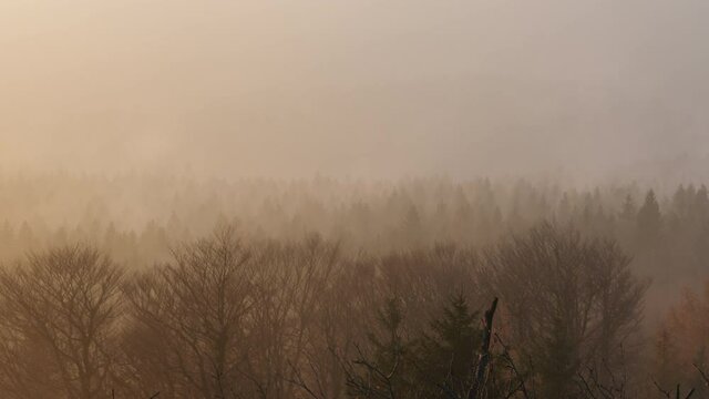 Fog moves over the tree tops in the Zittau Mountains in warm evening sunlight