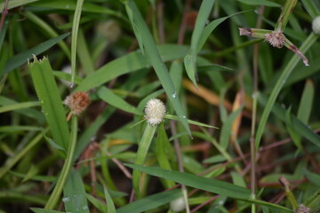 Cyperus kyllingia,  Nut grass