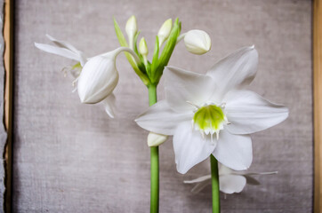 Eucharist Amazon lily on a background of linen.