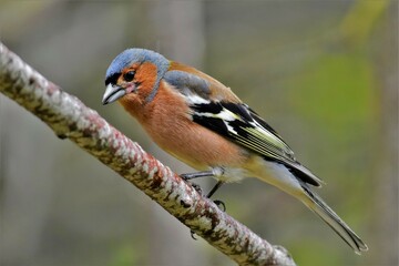 Pinson des arbres mâle (Fringilla coelebs), Neuchâtel, Suisse.