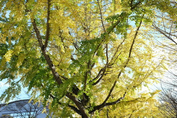 Japanese ginkgo, いちょう並木
