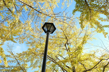 Japanese ginkgo, いちょう並木
