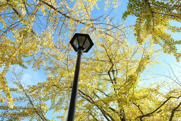 Japanese ginkgo, いちょう並木
