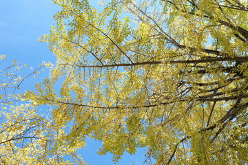 Japanese ginkgo, いちょう並木
