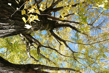 Japanese ginkgo, いちょう並木
