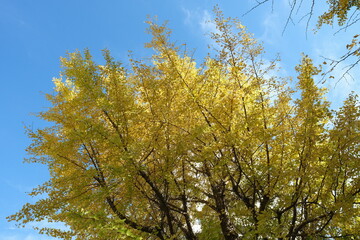 Japanese ginkgo, いちょう並木
