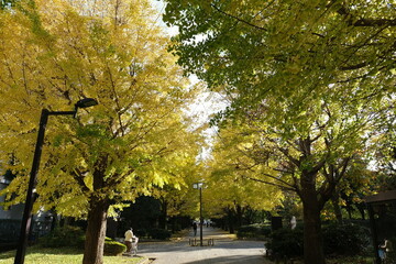 Japanese ginkgo, いちょう並木
