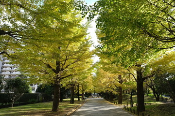Japanese ginkgo, いちょう並木
