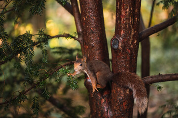Red squirrel preparing to jump. Sciurus vulgaris. Campo Grande, Valladolid Spain.