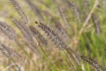 風に揺れる秋草　