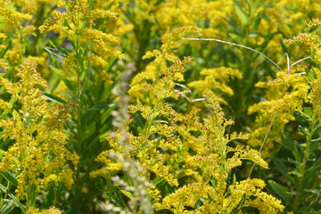 雑草の花　セイタカアワダチソウ