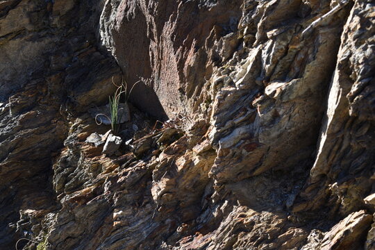 Chicharra de monta&ntilde;a