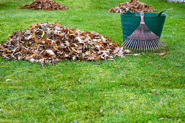 Group of fall brown leaves in green lawn  .Seasonal yard clean up fall leaves with rake in autumn garden. Preaparing garden for winter