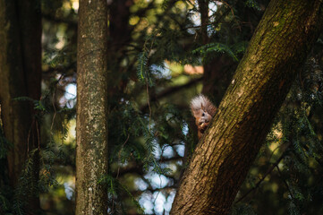 Red squirrel eating hidden in a tree. Sciurus vulgaris. Campo Grande, Valladolid Spain.