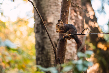 Red squirrel eating on a tree branch. Sciurus vulgaris. Campo Grande, Valladolid Spain.
