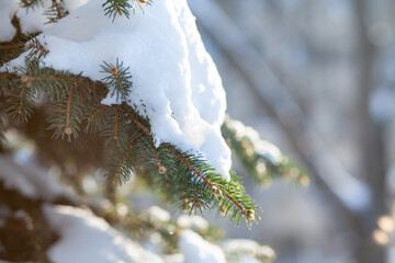 Spruce branches covered with snow on the background of a winter city