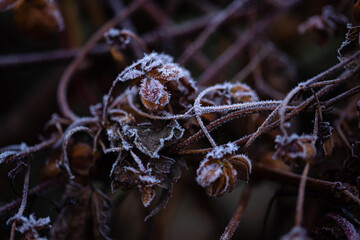 Heavy frost on leaves and beer hops