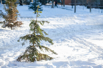 Funny little uneven ugly spruce on the lawn in the winter city