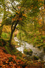Fototapeta premium falling tree over river in autumn