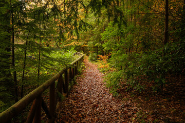 woodland path with light at the end of the tunnel