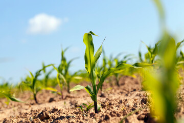 green young corn on an agricultural field in the spring season