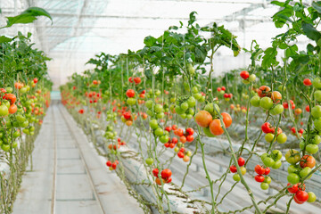 Colorful, from raw to ripe scale of tomatoes view from a greenhouse.