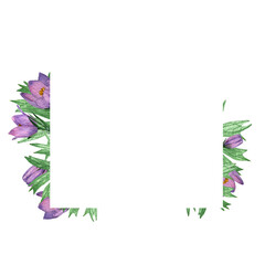 Flower.Pulsatilla patens.Square frame.Wildflowers frame.Hand-painted illustration.