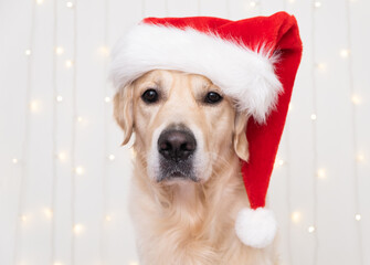 A dog in a santa claus hat sits on a white background with a birthday garland. Postcard with pets for the new year and christmas. The Golden Retriever sits in a cozy, festive atmosphere.