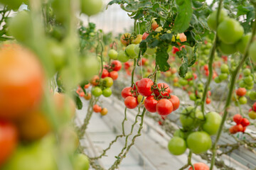 Colorful, from raw to ripe scale of tomatoes view from a greenhouse.