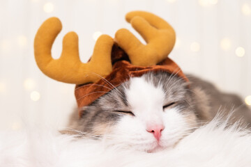 A cute cat in a Christmas reindeer hat with horns sleeps on a background of light garlands....