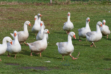Emder Gans auf einem Bauernhof