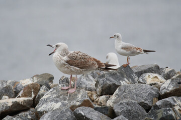 Diesjährige Steppenmöwe (Larus cachinnans)