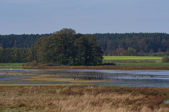 Feuchtwiesen vorm Blankensee, bei K&ouml;rzin