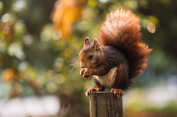 Red squirrel eating while sitting on a pole. Sciurus vulgaris. Campo Grande, Valladolid Spain.