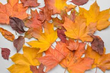 Naklejka na ściany i meble Different autumn leaves on light background