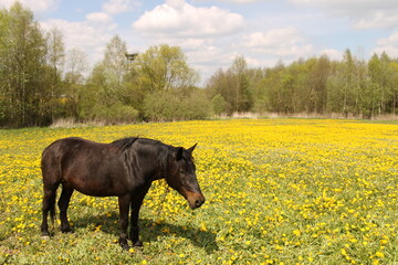 Fototapeta premium nature and animals