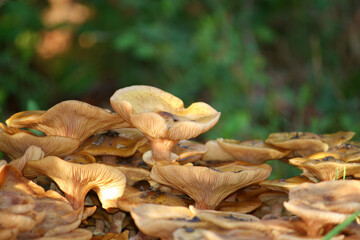 Champignons sauvages