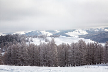 Altai. Winter landscape with mountains covered with snow on sunset. Russia