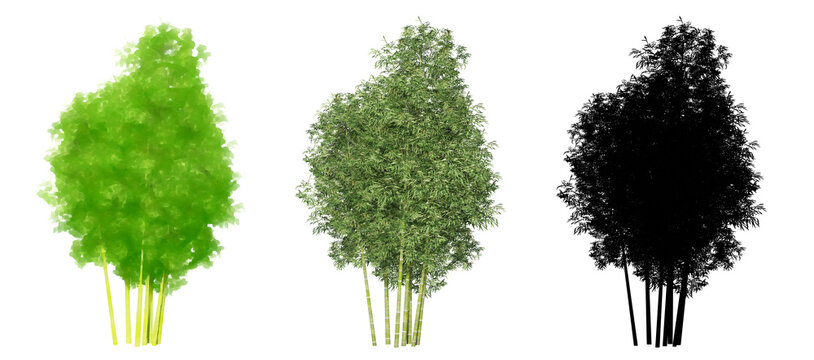 Set or collection of Bamboo trees, painted, natural and as a black silhouette on white background. Concept or conceptual 3d illustration for nature, ecology and conservation, strength, endurance