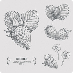 Strawberry, vector elements, hand drawn illustration