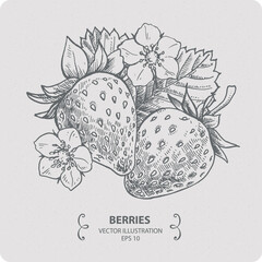 Strawberry, vector elements, hand drawn illustration