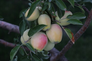 Яблоки на дереве